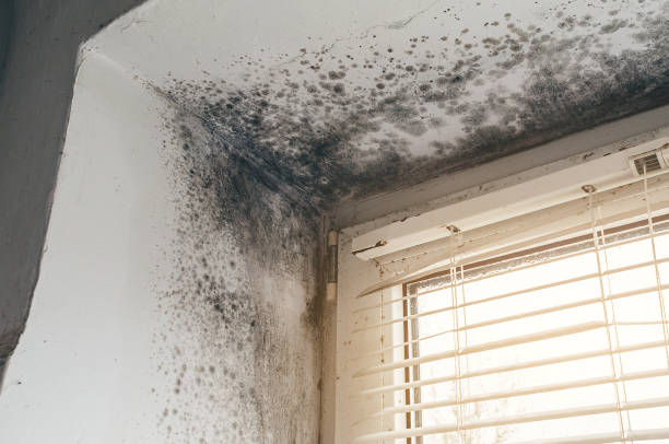 Affordable Black Mold Remediation solutions in Chatham, NJ